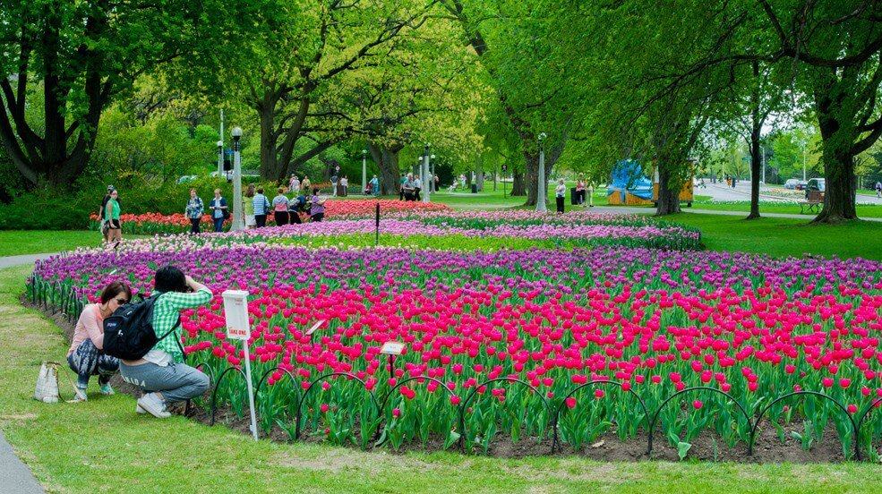 Canadian-Tulip-Festival_6-985x552