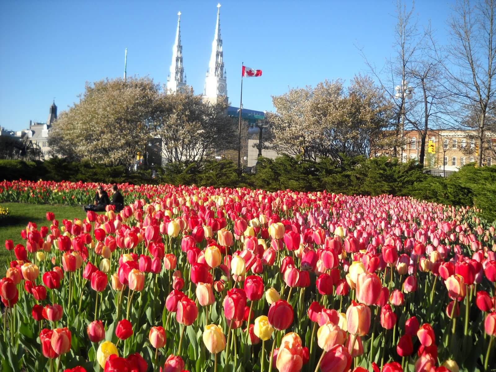 Tulips_in_downtown_Ottawa